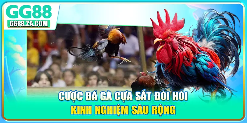 Cược đá gà cựa sắt đòi hỏi kinh nghiệm sâu rộng