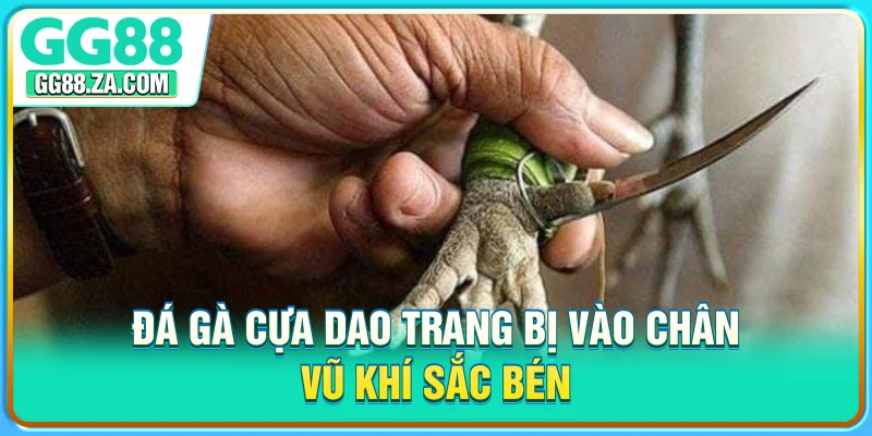Đá gà cựa dao trang bị vào chân vũ khí sắc bén